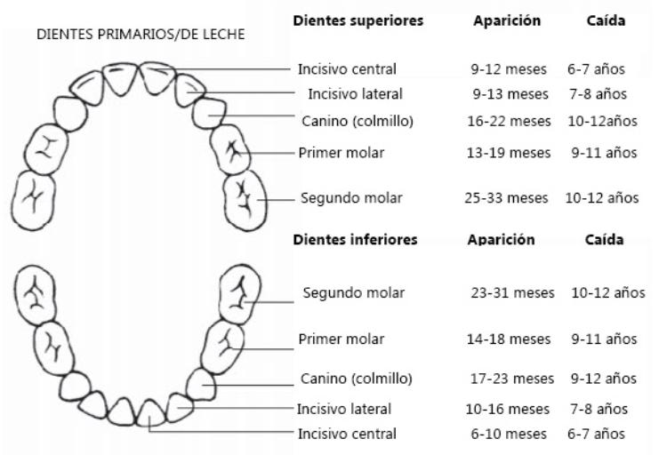 ¡LOS PRIMEROS DIENTES!: ¿CUÁNDO SALEN Y CÓMO PUEDO CUIDARLOS? 